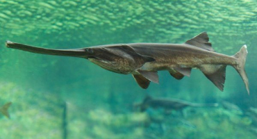 Paddlefish: jak chovat ryby doma